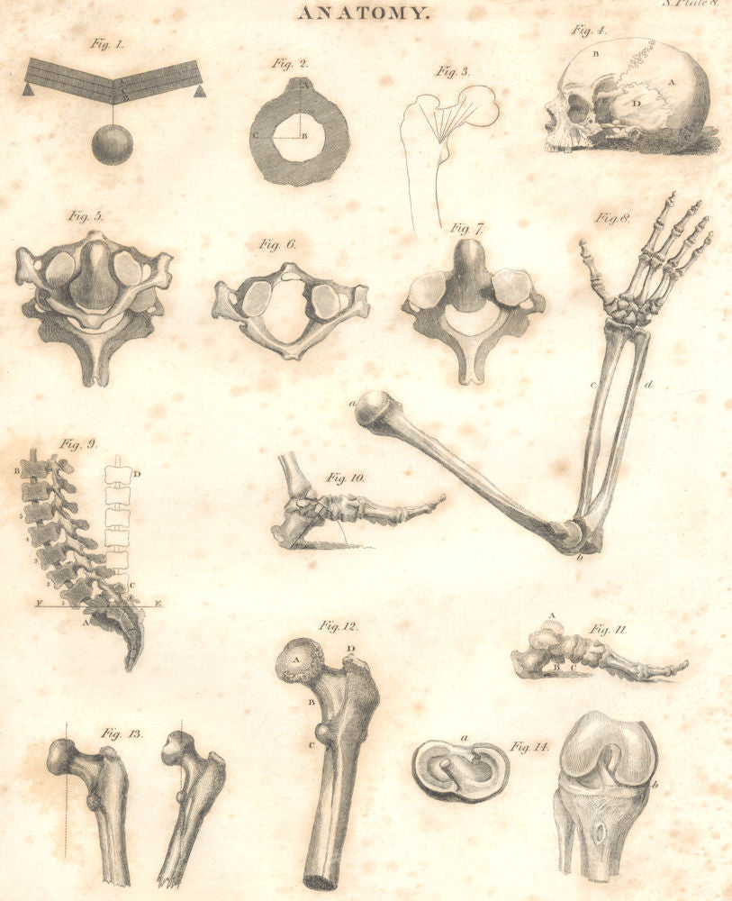 BIOLOGY. Anatomy. Skeleton bones. Hips backbone skull arm foot 1830 old print